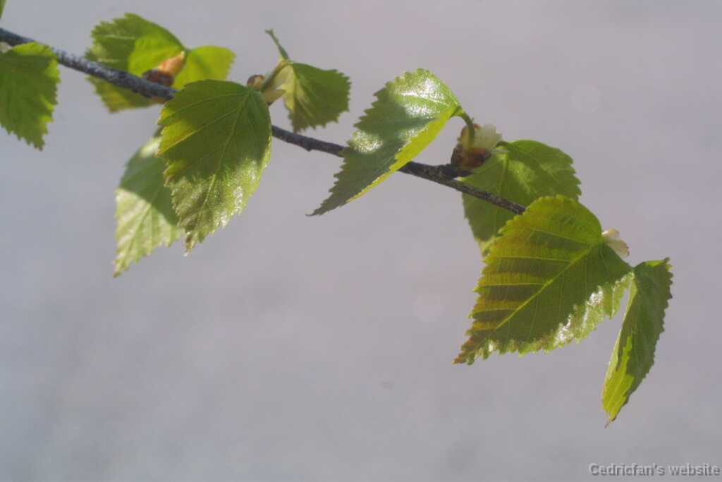 14birchleaves