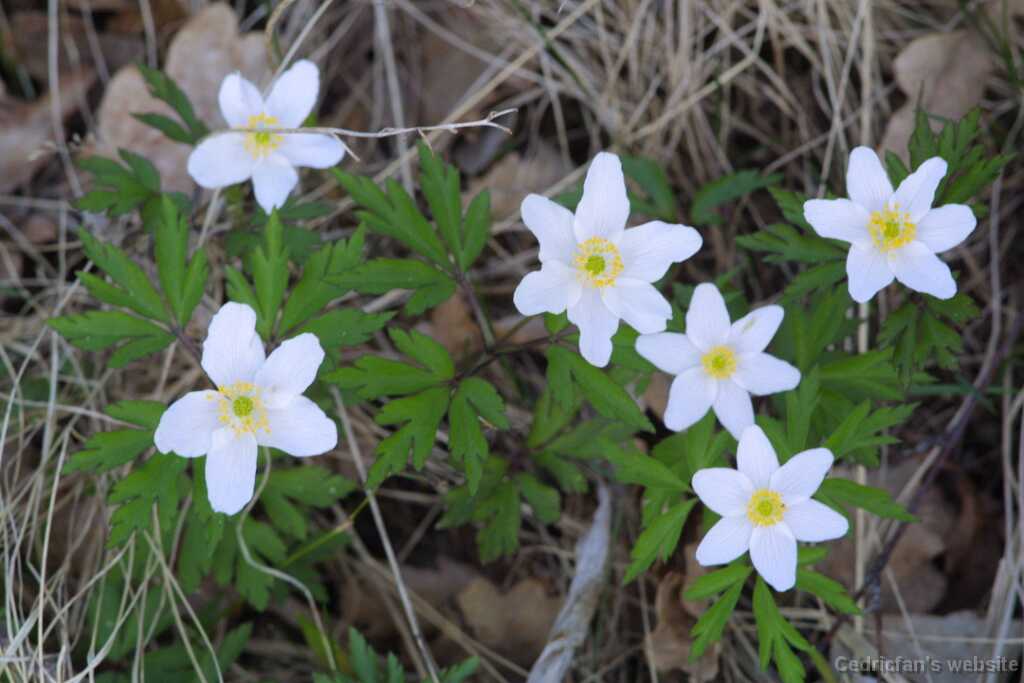 18firstflowers