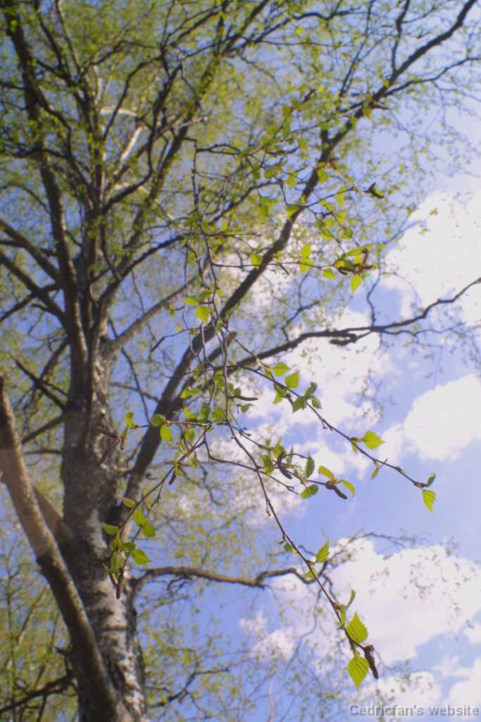 22birchflowers