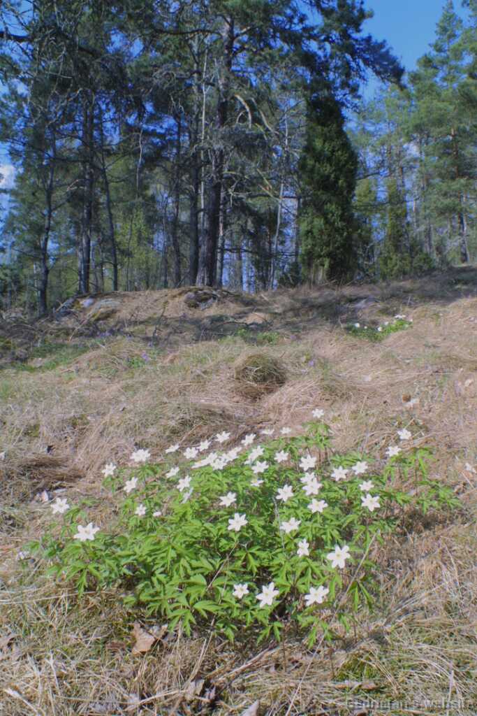24firstflowers
