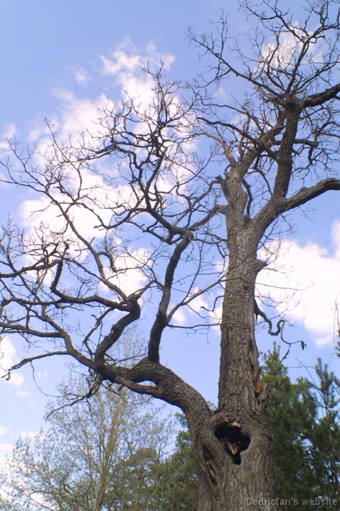 30oldtree