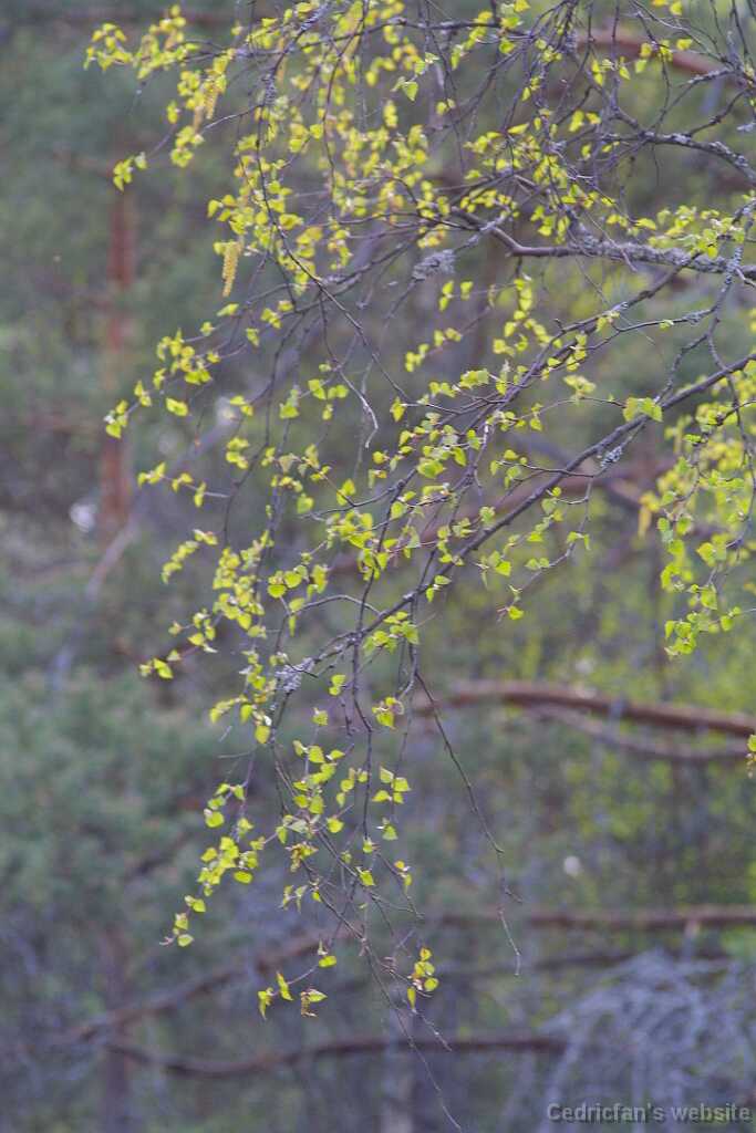 32leaves