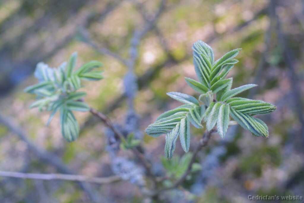 36newleaves