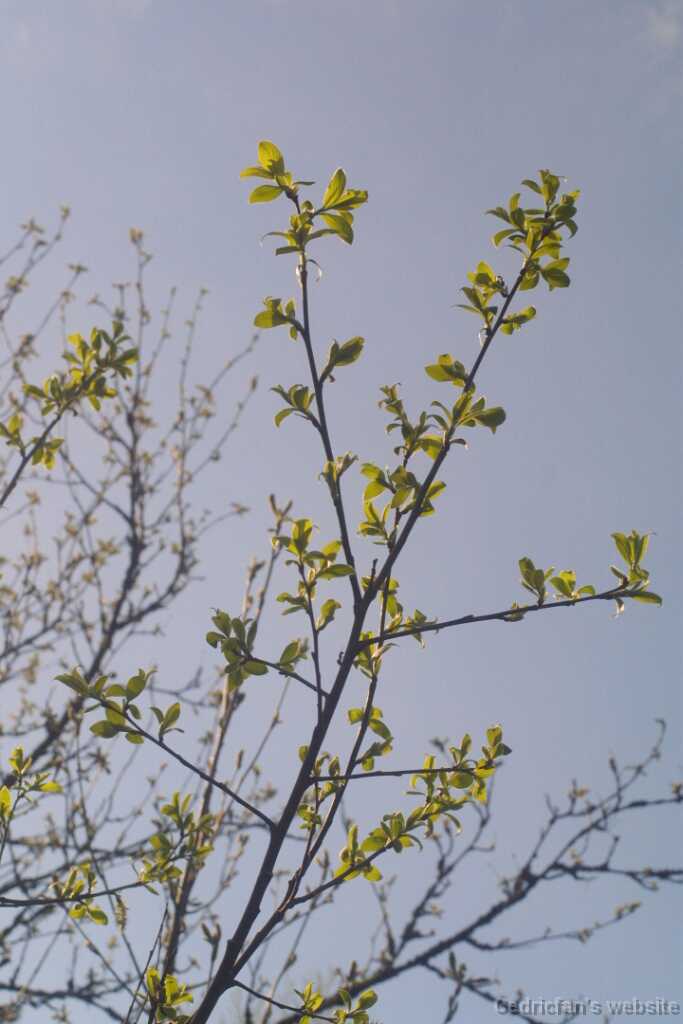 38newleaves