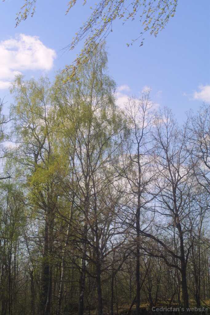 48birch_oaks