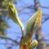 05chestnut