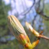 06chestnut