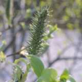 07willow