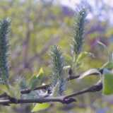 13willow