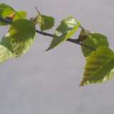 14birchleaves