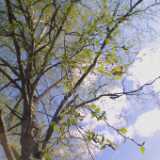 22birchflowers