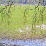 23birch