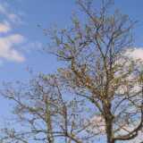 26tree
