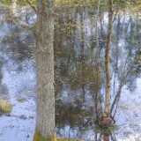 35flood
