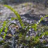 37fern