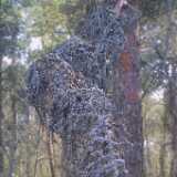 39fungus