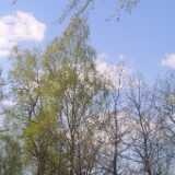 48birch_oaks