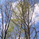 53birch