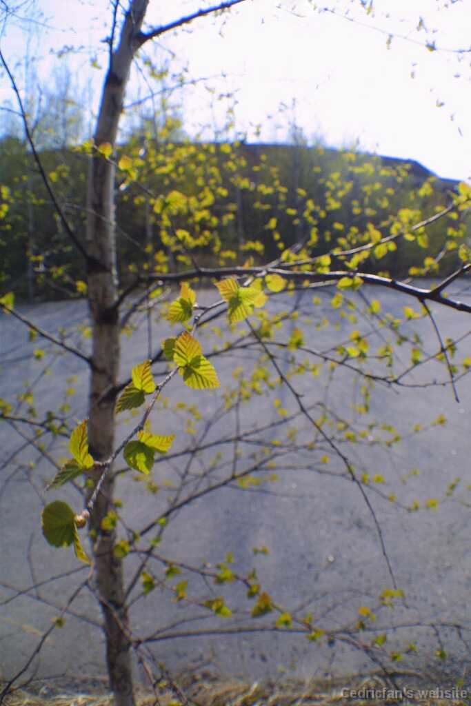 Birch