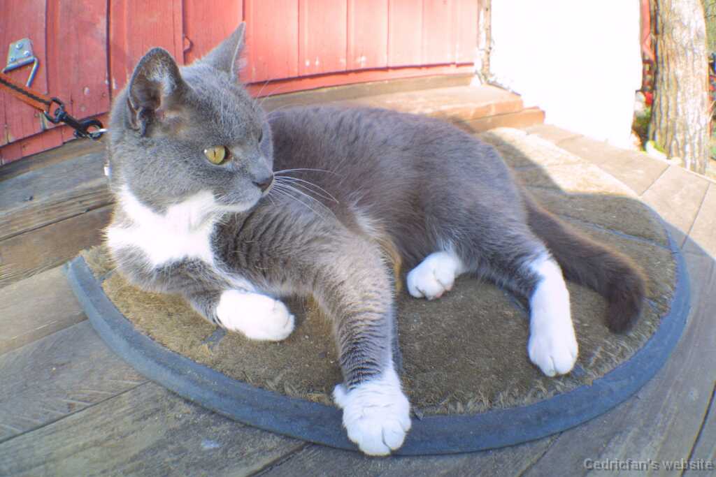 Cat_Sharp