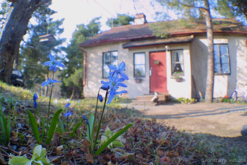 FirstFlowers2