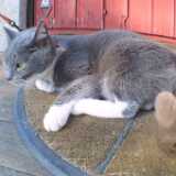 Cat_Angry