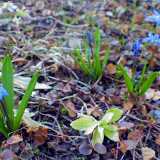 FirstFlowers