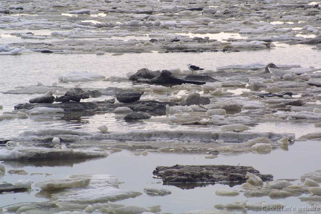 iceblockseagull