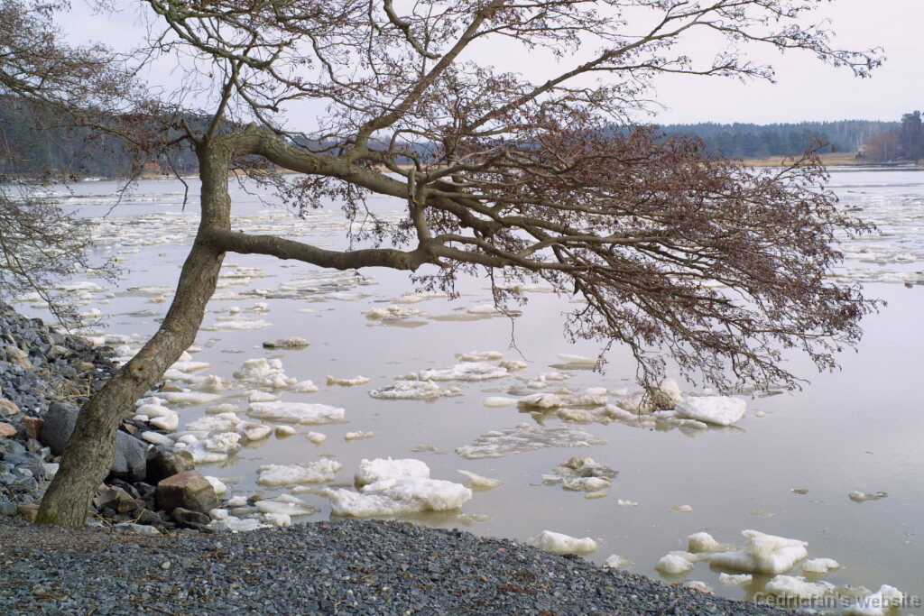 tree1