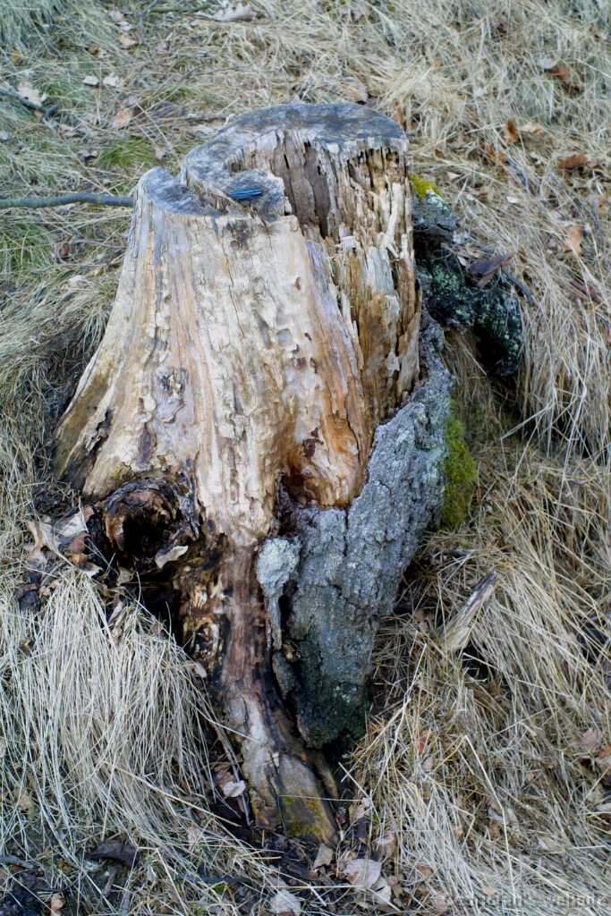 treeroots2
