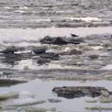 iceblockseagull