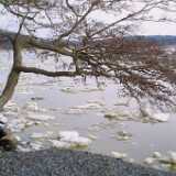 tree1