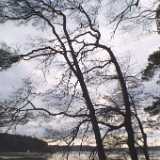 tree3