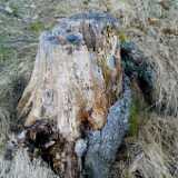 treeroots2
