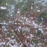 2wetsnow