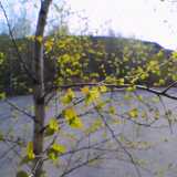 Green spring