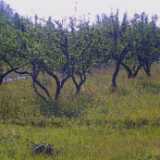 Brinkhall26