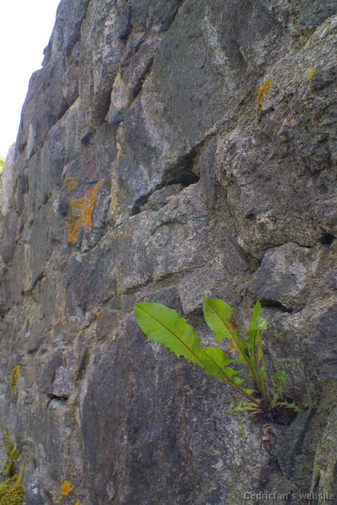 Castle12