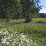 Ruissalo10