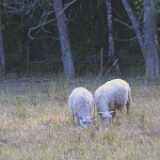 Ruissalo25