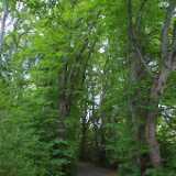 Saaronniemi01