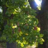 Saaronniemi14