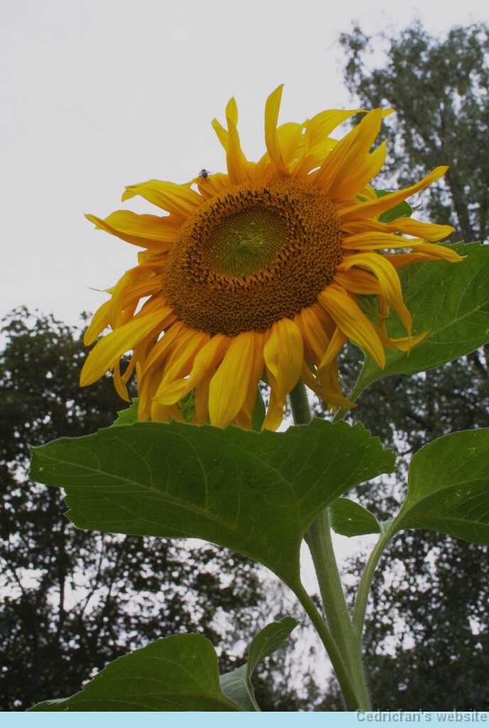 Sunflower01