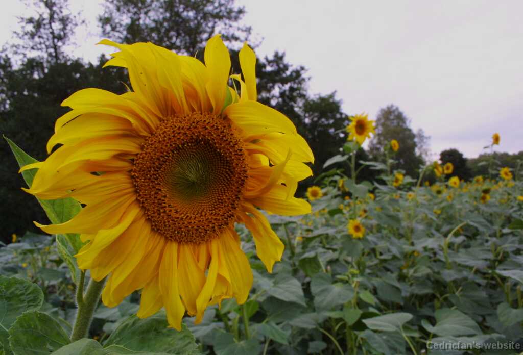 Sunflower03