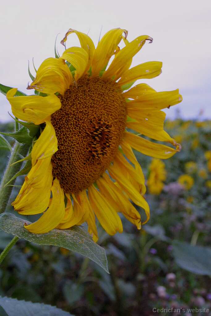 Sunflower05