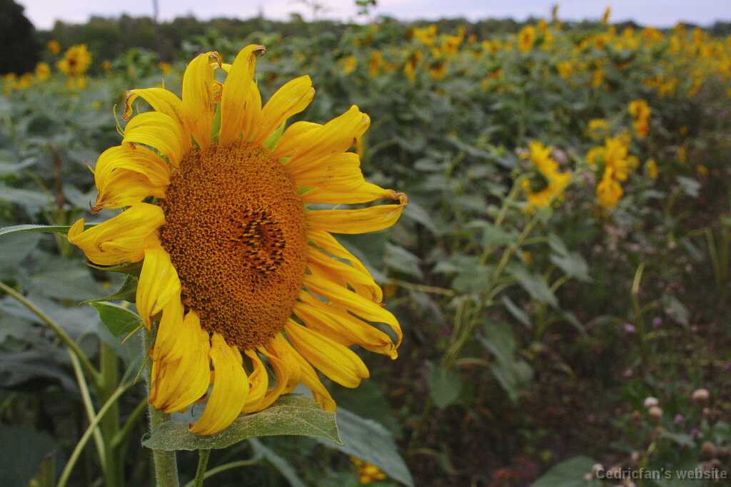 Sunflower06