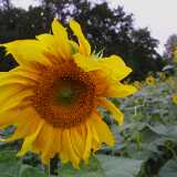 Sunflower02