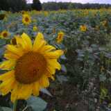 Sunflower04