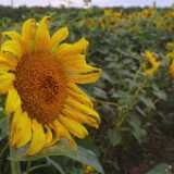Sunflower06