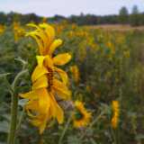 Sunflower07